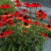 Эхинацея Echinacea Dixie Scarlet